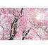 VLIESTAPETE - Braun/Rosa, Papier (368/248/cmcm) VLIESTAPETE - Braun/Rosa, Papier (368/248/cmcm)