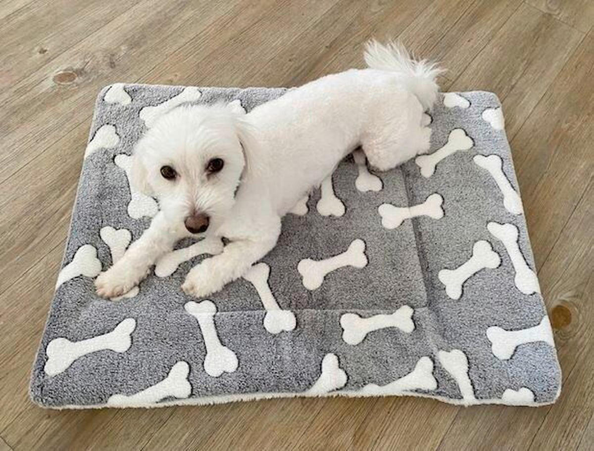 KUTYAFEKHELY  - szürke, Basics, textil (50/70cm) - Esposa
