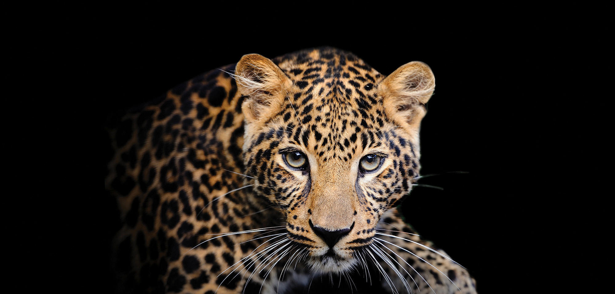 LEINWANDBILD Tiere  - Schwarz/Orange, KONVENTIONELL, Holz/Papier (115/55/3cm) - Euroart