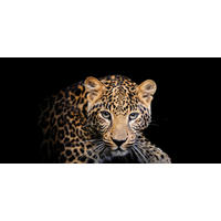 LEINWANDBILD Tiere  - Schwarz/Orange, KONVENTIONELL, Holz/Papier (115/55/3cm) - Euroart