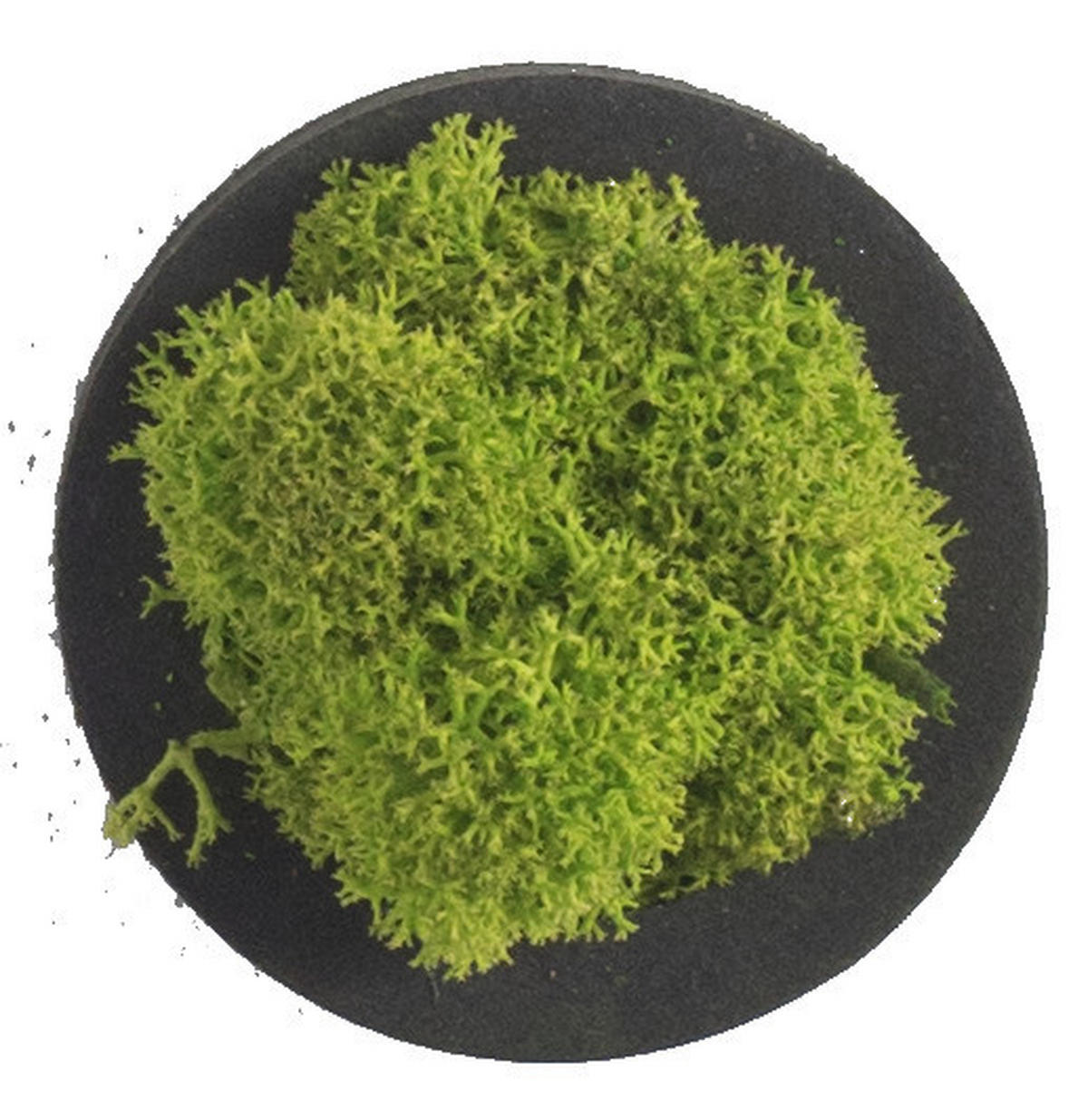 MOOSBILD Stylegreen  - Schwarz/Grün, Basics, Naturmaterialien/Holz (4/4/3,5cm)