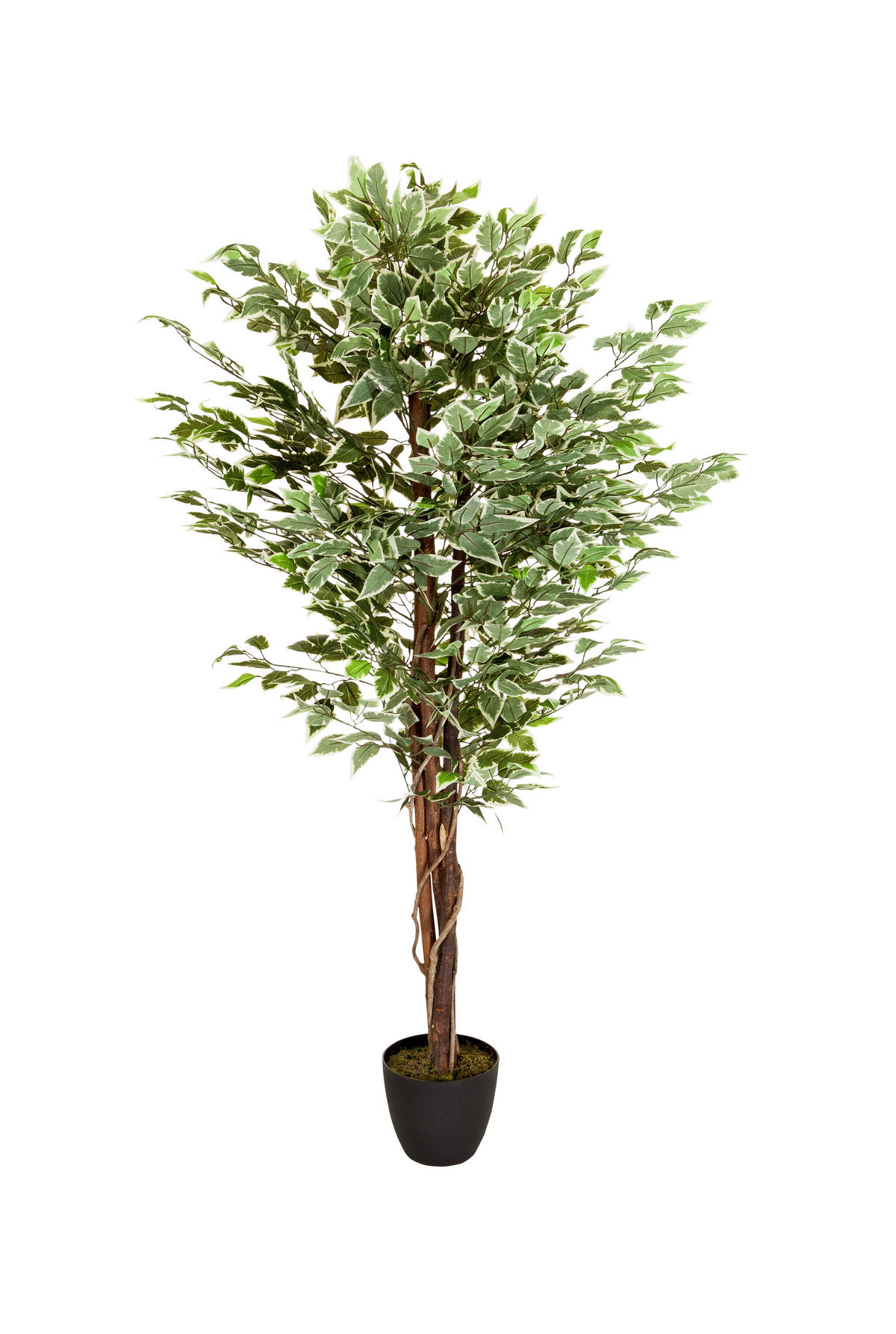 KONSTVÄXT Ficus Benjamina  - vit/grön, Basics, plast (80/165/80cm) - MID.YOU