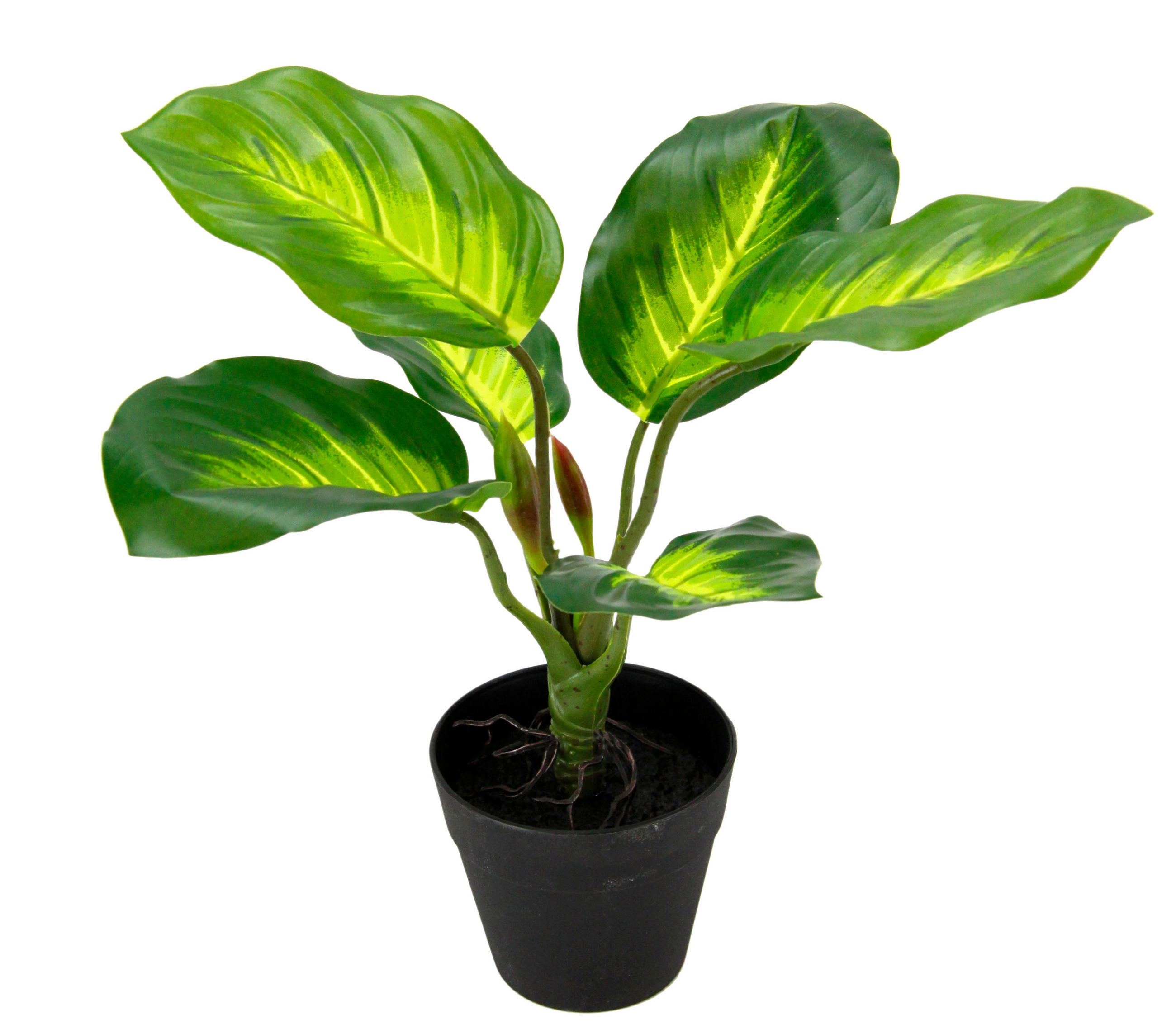 POTHOS  - Grün, Basics, Textil (22/25cm)