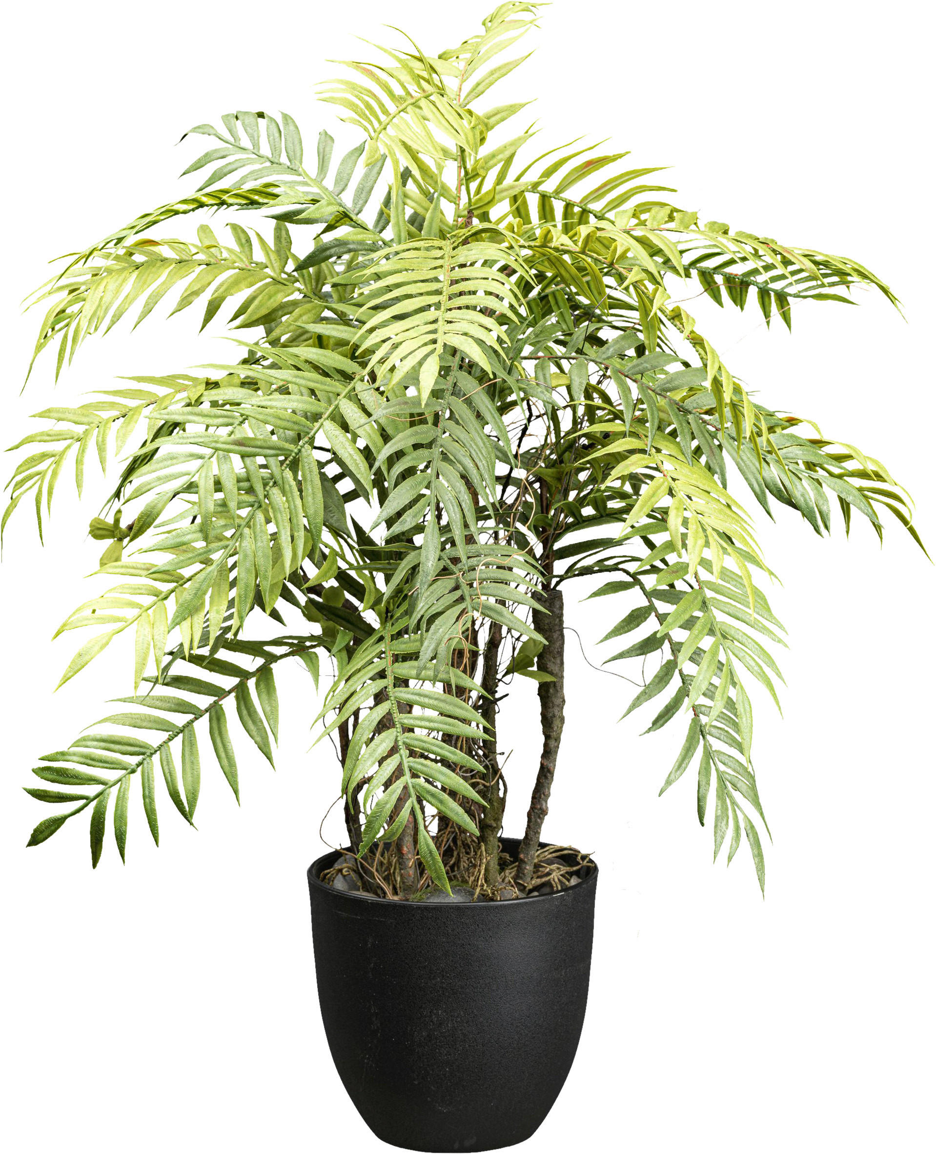 KUNSTPFLANZE Farn 60 cm  - Schwarz/Braun, Design, Kunststoff (60cm)