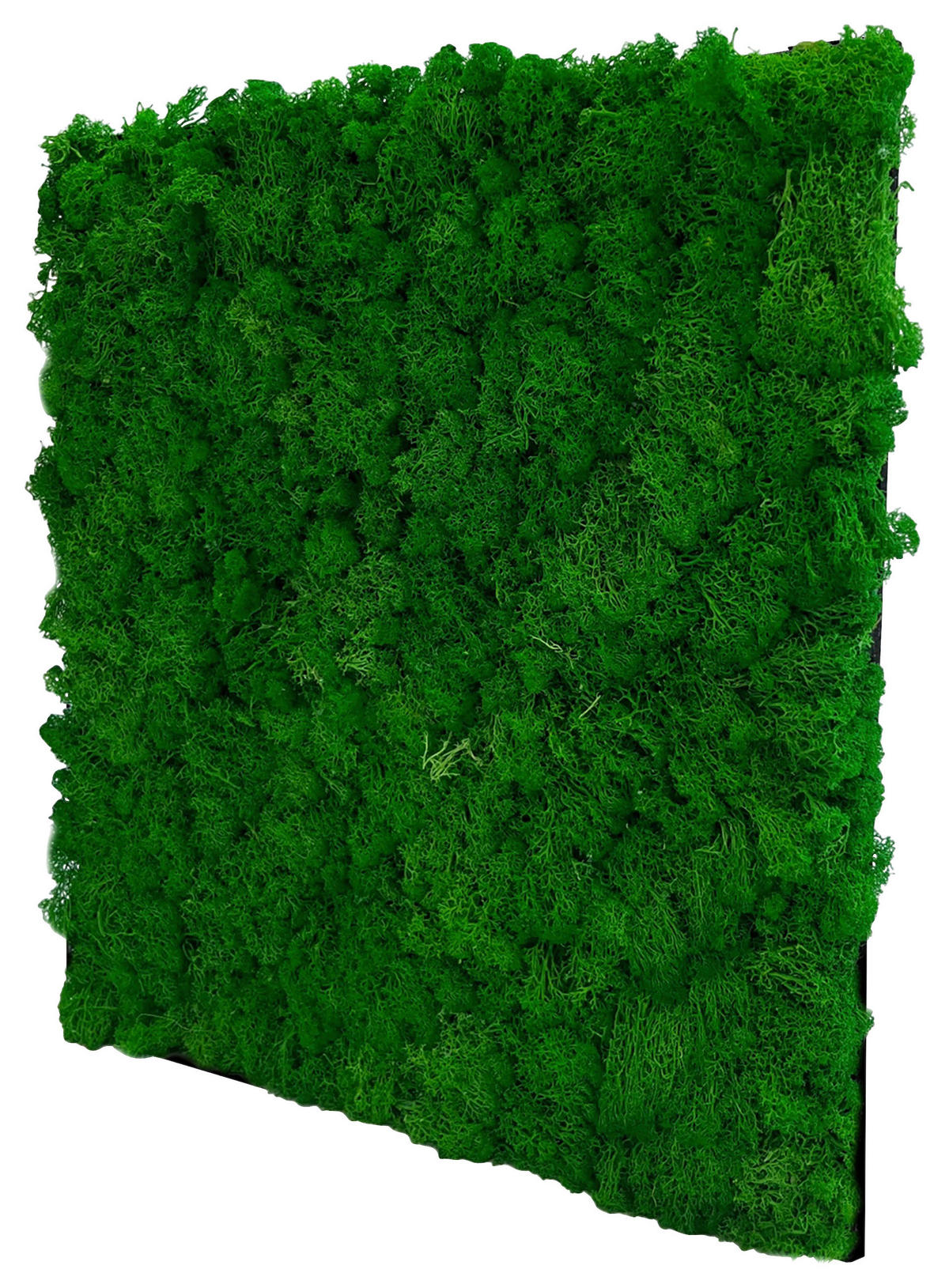 AKUSTIKPANEEL Modular Wall System Moos 52/52/4 cm  - Grün, KONVENTIONELL, Naturmaterialien (52/52/4cm) - Jangal