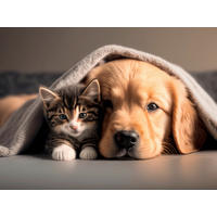 SZENNYFOGÓ SZŐNYEG - Basics, műanyag (80/60cm)