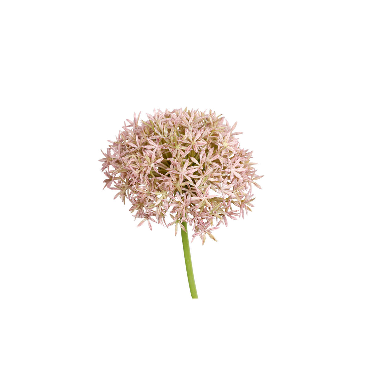 ALLIUM  - Rosa/Grün, Basics, Kunststoff (63cm)