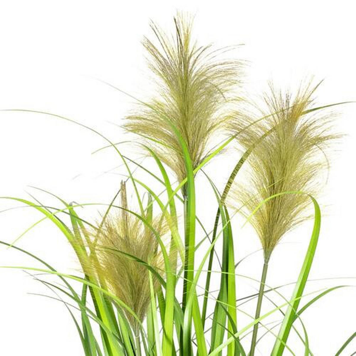 SCHILFGRAS Schilfgras  - Schwarz/Grün, Basics, Kunststoff (60cm) - P & B