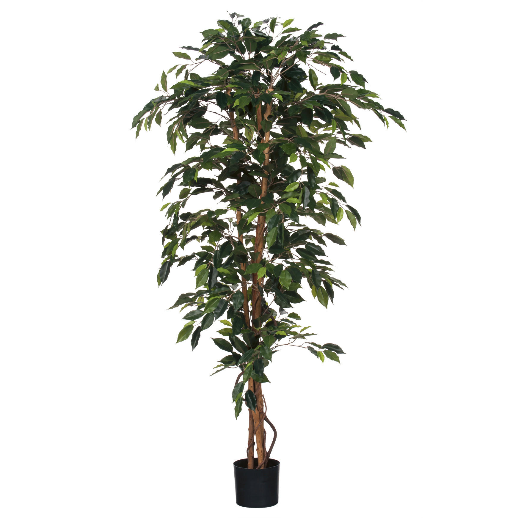 FIKUS BENDŽAMIN - zelena, Osnovno (100/180cm)