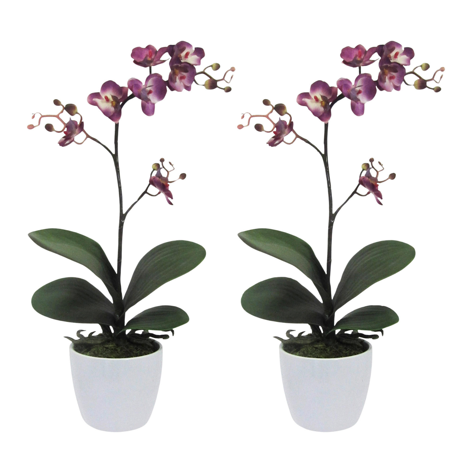 KUNSTPFLANZE Orchidee 55 cm  - Lila/Weiß, Design, Keramik/Kunststoff (55cm) - P & B