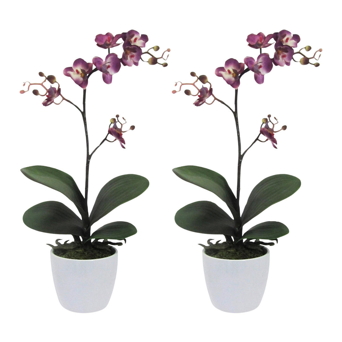 KUNSTPFLANZE Orchidee 55 cm  - Lila/Weiß, Design, Keramik/Kunststoff (55cm) - P & B