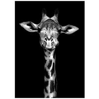 TIŠTĚNÉ OBRAZY NA PLÁTNĚ, zvířata, 50/70 cm  - vícebarevná, Lifestyle, kompozitní dřevo/textil (50/70cm) - Monee