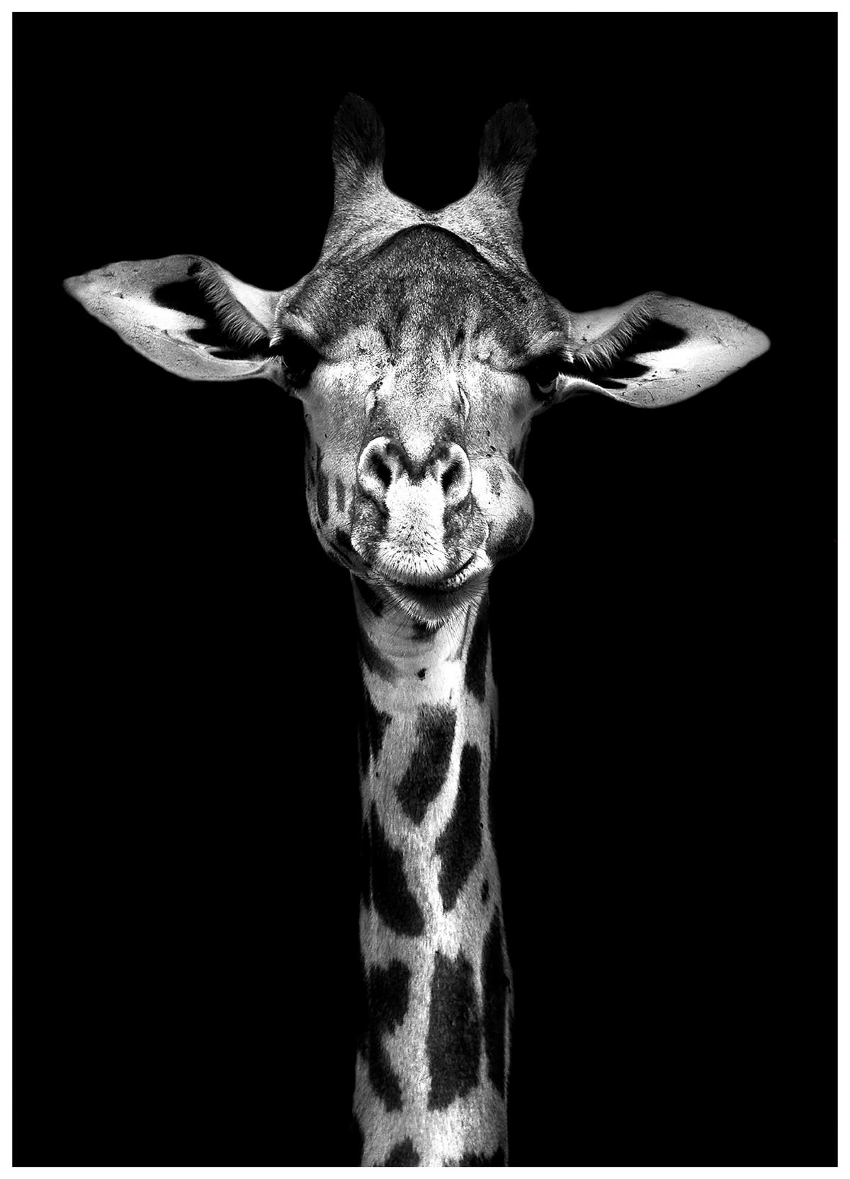 TIŠTĚNÉ OBRAZY NA PLÁTNĚ, zvířata, 50/70 cm  - vícebarevná, Lifestyle, kompozitní dřevo/textil (50/70cm) - Monee