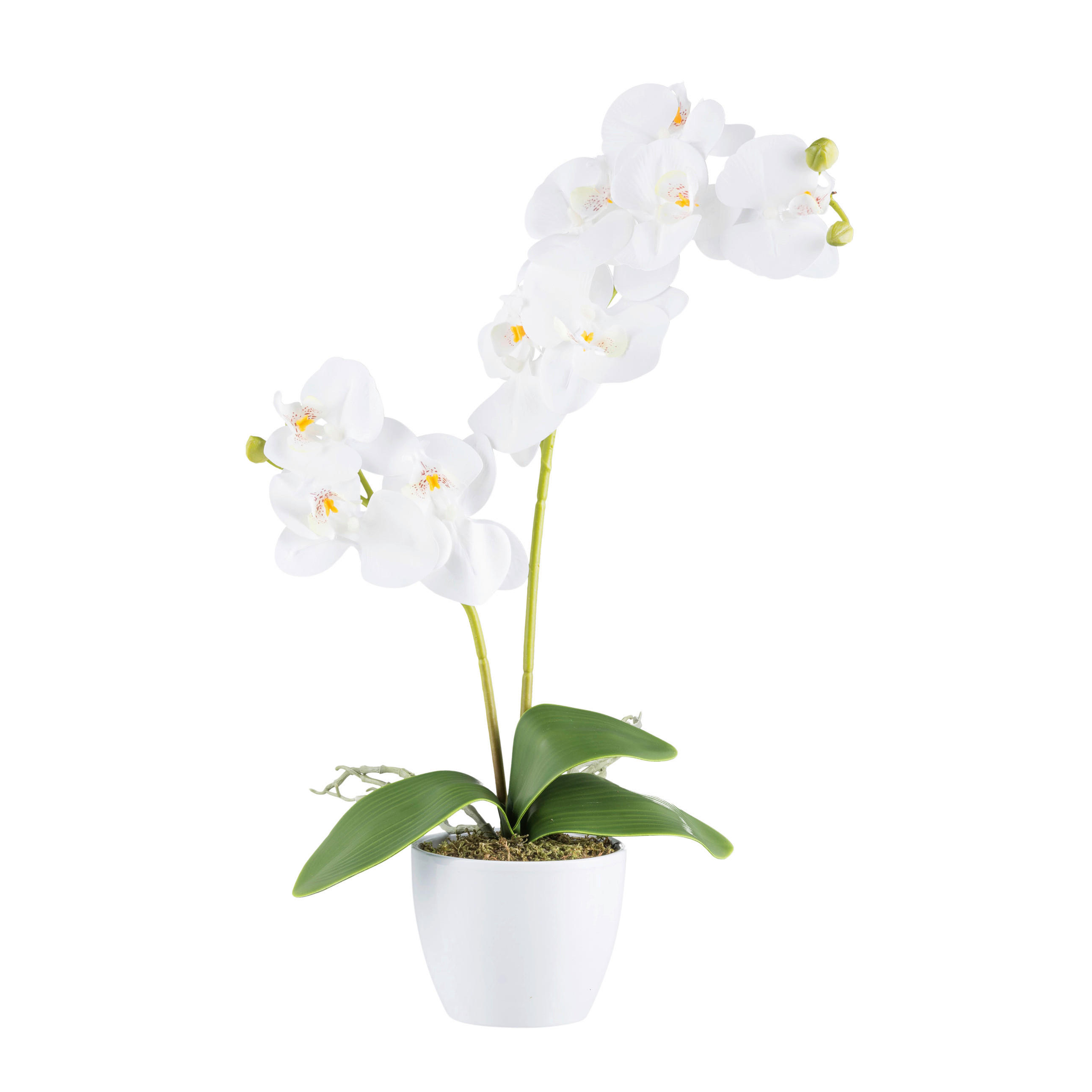 KUNSTPFLANZE Orchidee 57 cm  - Weiß/Grün, Design, Keramik/Kunststoff (57cm) - P & B
