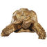 DEKOSCHILDKRÖTE - Goldfarben, Basics, Kunststoff (95/77/43cm) - Ambia Home