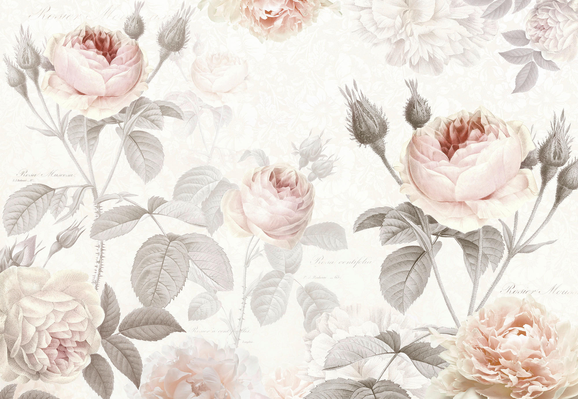 Xora Vliestapete Grau, Rosa 368x248 cm