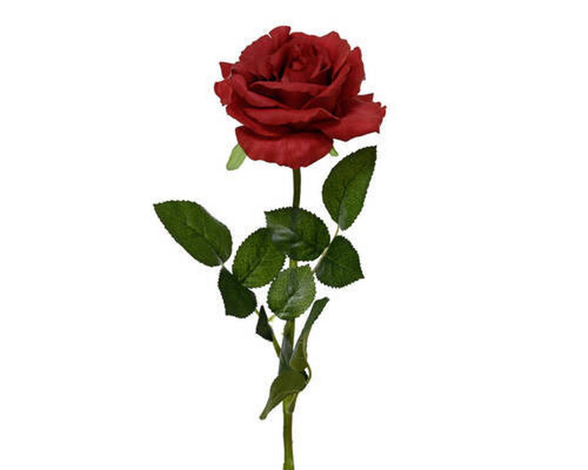 RUŽA  - Basics (13,00/13,00/59,00cm)