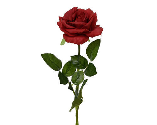RŮŽE 60 cm