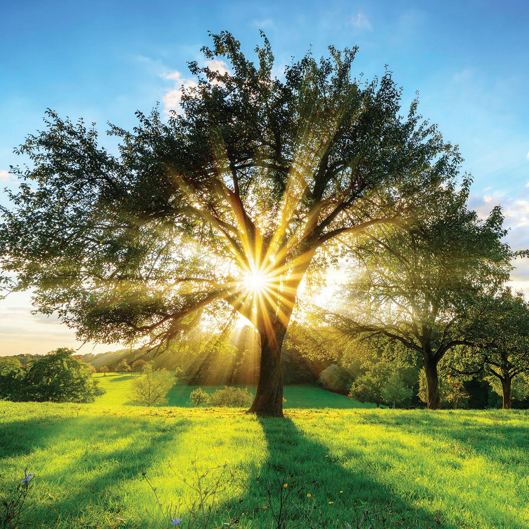 GLASBILD Bäume  - Multicolor, Natur, Glas (50/50cm) - Euroart