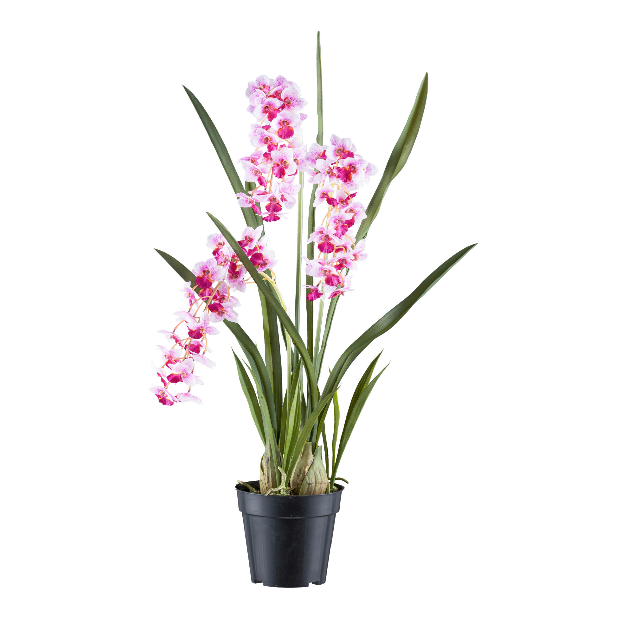 KUNSTPFLANZE Orchidee 80 cm  - Schwarz/Rosa, Design, Kunststoff (80cm) - P & B