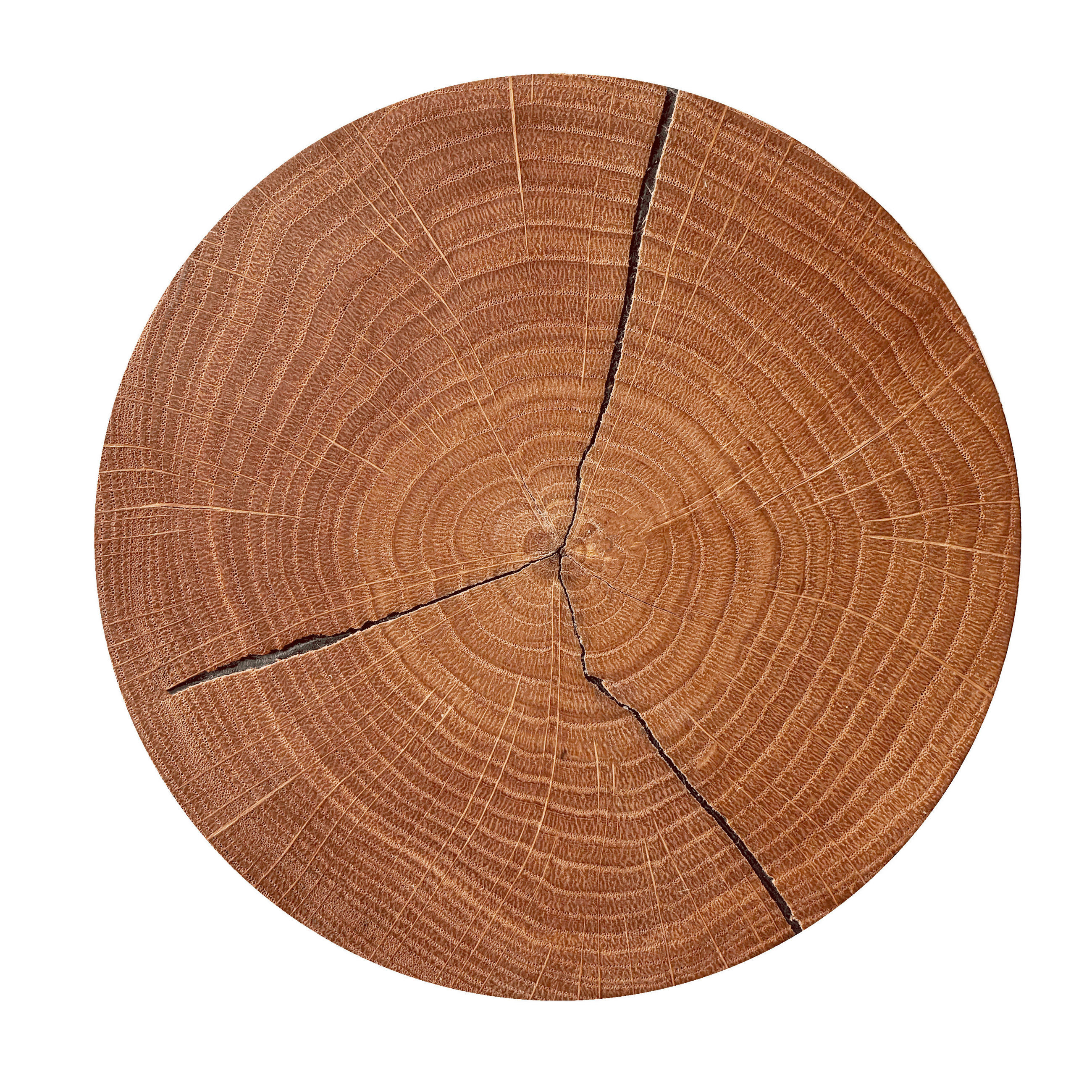 XXXLutz Led-Wandleuchte Hirnholz Eiche 10 cm