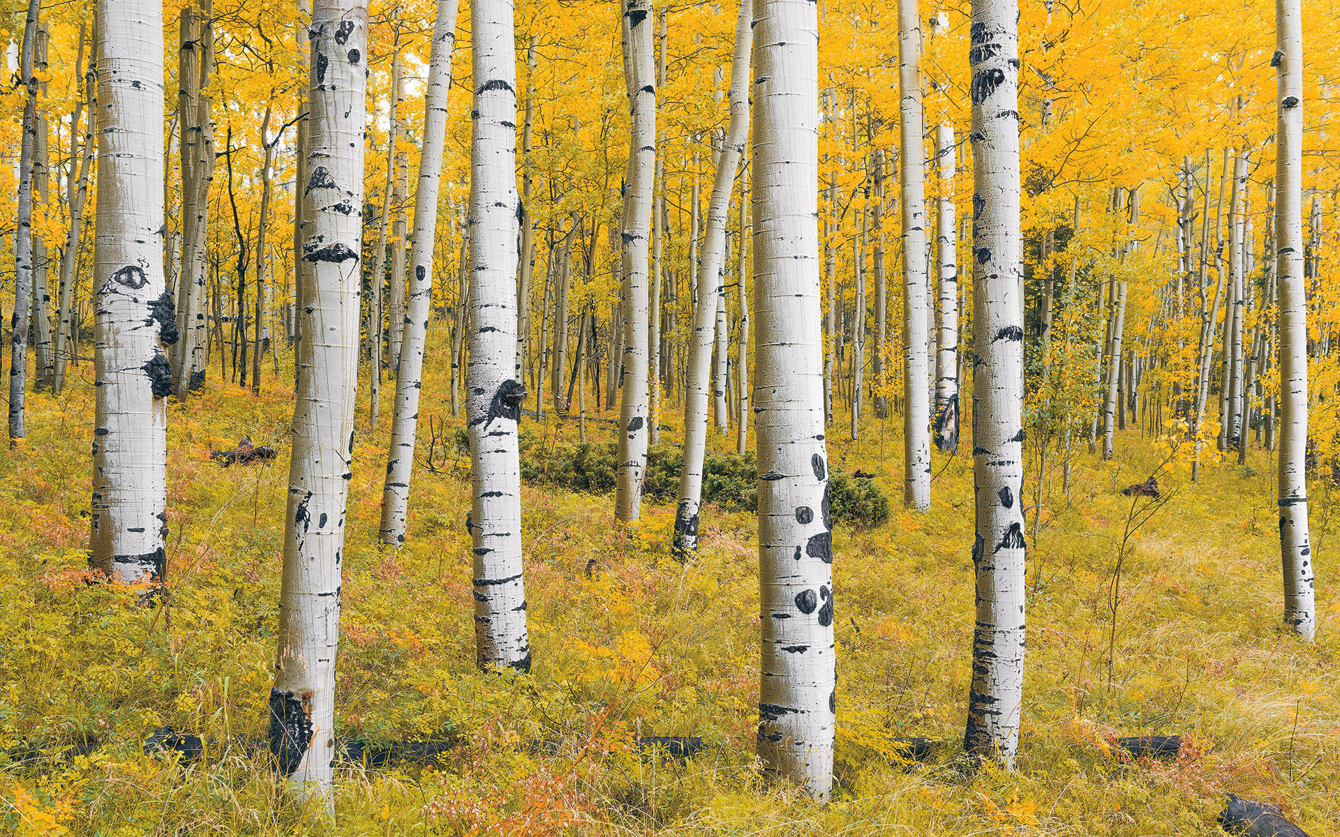 NON WOVEN-TAPET 400/250 cm  - Natur (400/250cm)