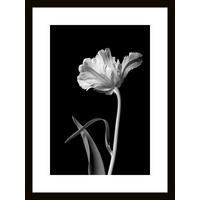 GLASBILD Blumen  - Schwarz/Weiß, Basics, Glas (30/40/1,40cm) - Euroart