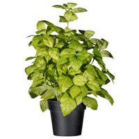 KUNSTPFLANZE Kräuter 30 cm  - Schwarz/Grün, Design, Kunststoff (30cm) - P & B