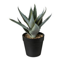KUNSTPFLANZE Sukkulente 20 cm  - Schwarz/Graugrün, Basics, Kunststoff (20cm)