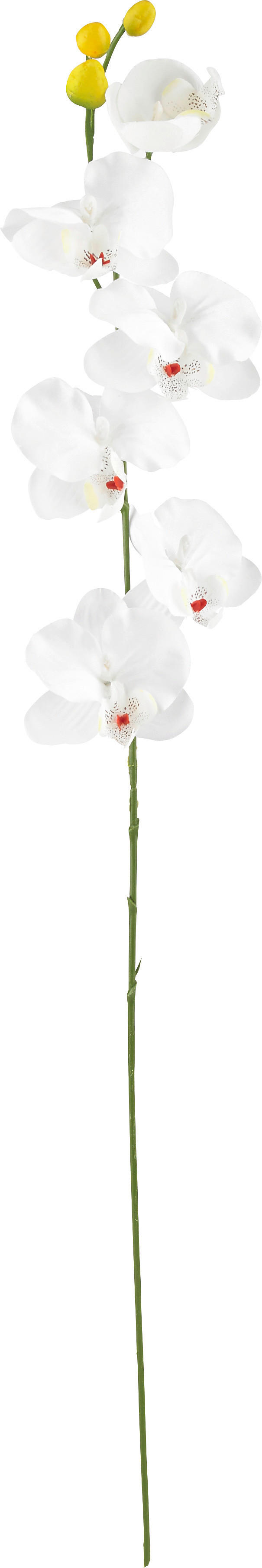 UMELÝ KVET orchidea 72 cm - zelená/krémová, Basics, textil (72cm)