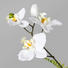 KUNSTBLUME Orchidee - Weiß/Braun, Trend, Kunststoff (63cm)