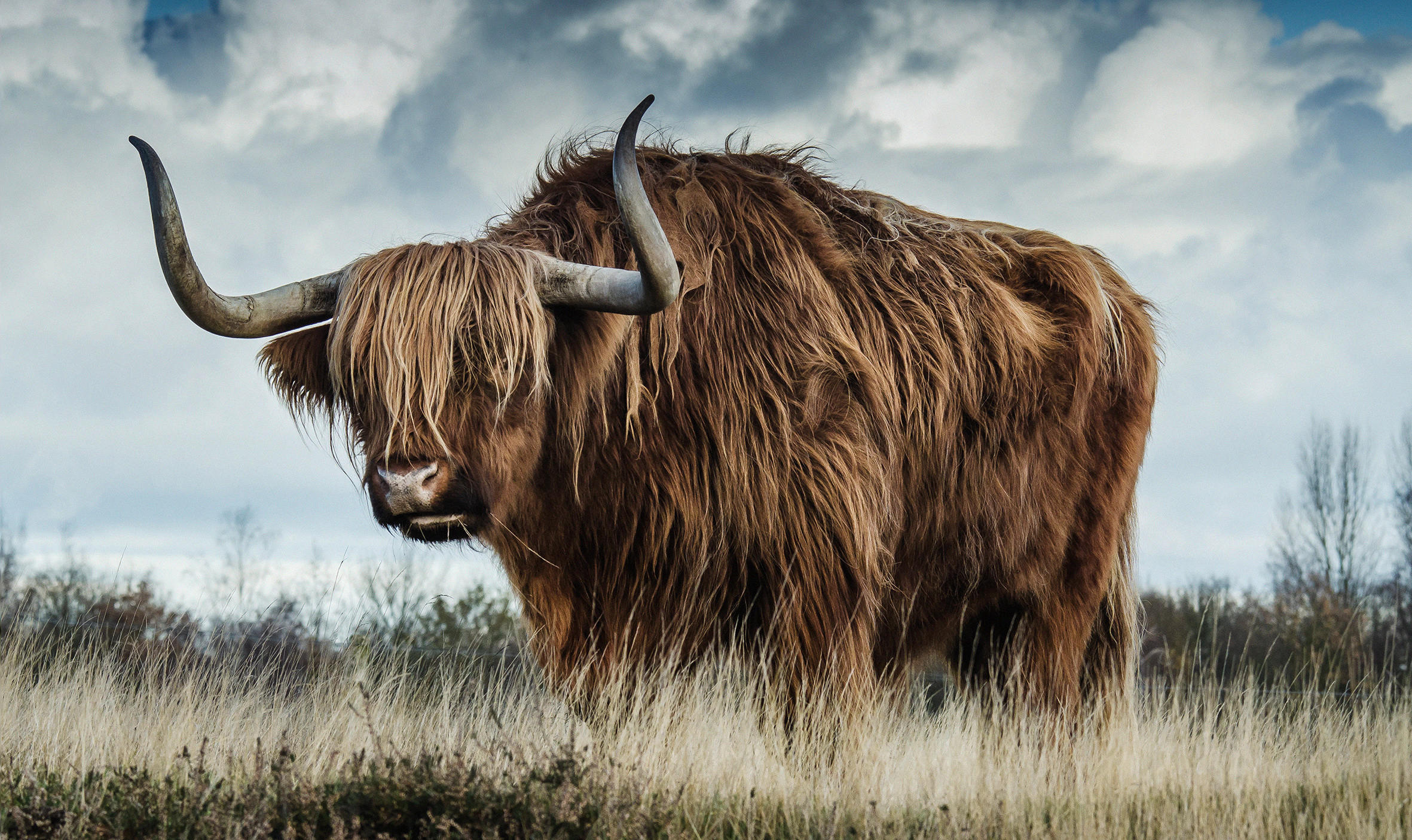 ALUMINIUMBILD Tiere 118/70 cm  - Braun, Design, Metall (118/70cm) - Wandkraft