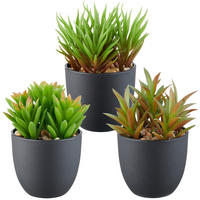 SUKKULENTE Sukkulente 13 cm  - Schwarz/Grün, Basics, Kunststoff (13cm) - P & B
