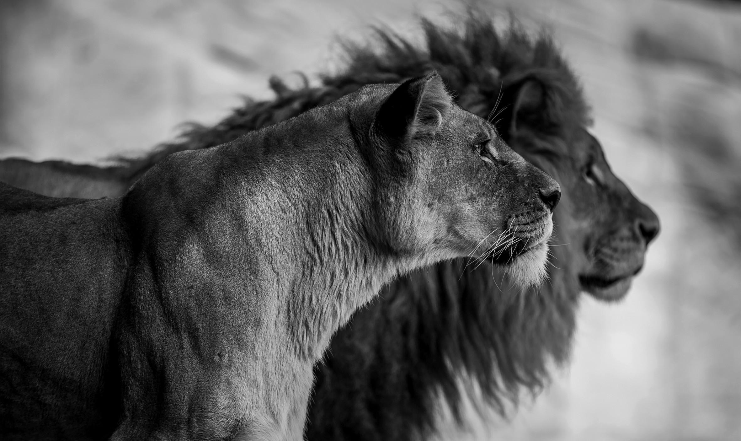 ALUMINIUMBILD Tiere 118/70 cm  - Schwarz/Weiß, Design, Kunststoff/Metall (118/70cm) - Wandkraft