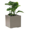 BLUMENKASTEN  - Taupe, Basics, Kunststoff (39,5/39,5/39,5cm)
