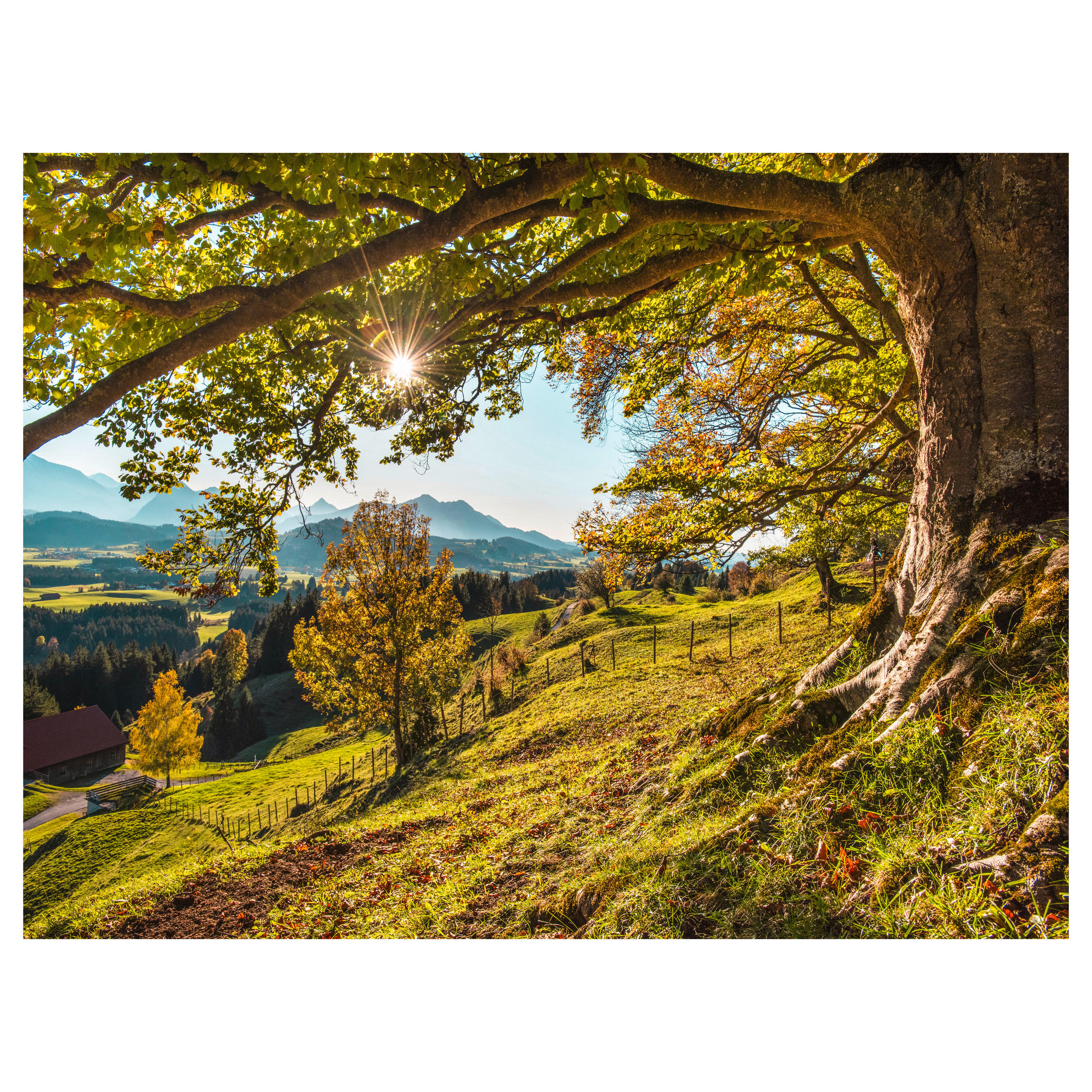 GLASBILD Landschaft & Natur 120/80 cm  - Multicolor, Basics, Glas (120/80cm) - Monee