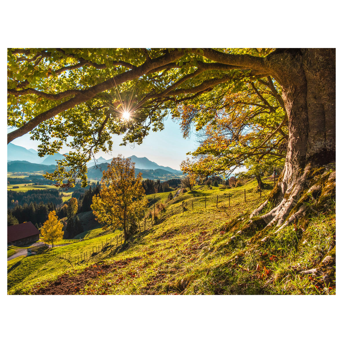 GLASBILD Landschaft & Natur 120/80 cm  - Multicolor, Basics, Glas (120/80cm) - Monee
