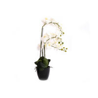 ORCHIDEA - fehér, Basics, műanyag (18/75/18cm)