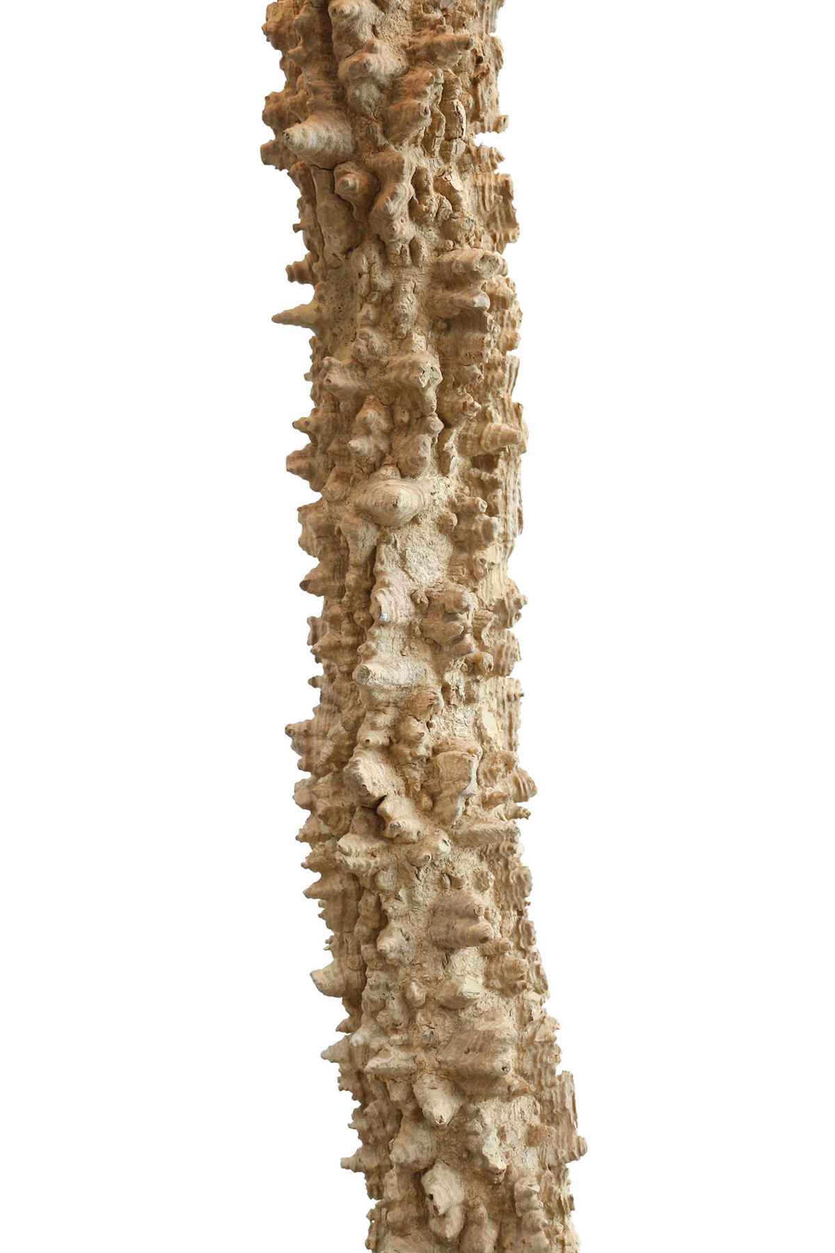 STEHLEUCHTE  30/150/30 cm   - Schwarz/Naturfarben, Design, Holz/Textil (30/150/30cm) - P & B