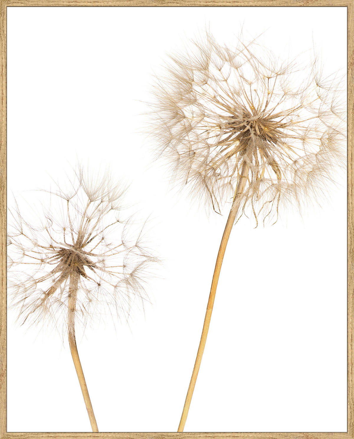 KUNSTDRUCK Landschaft & Natur, Blumen 40/50 cm  - Eichefarben/Multicolor, LIFESTYLE, Holzwerkstoff (40/50cm) - Monee