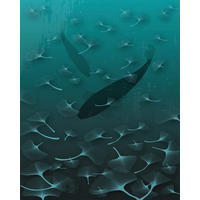 NON WOVEN-TAPET 200/250 cm  - blå/svart, Basics (200/250cm) - Komar
