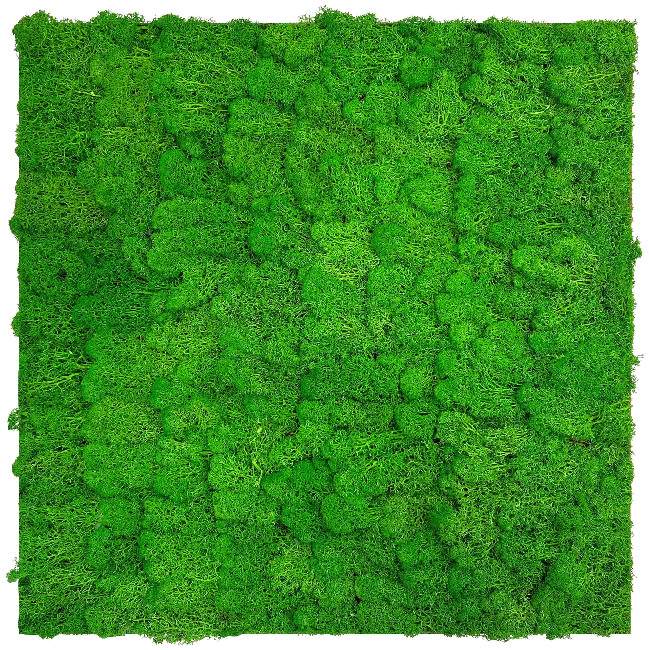 AKUSTIKPANEEL Modular Wall System Moos 52/52/4 cm  - Grün, KONVENTIONELL, Naturmaterialien (52/52/4cm) - Jangal