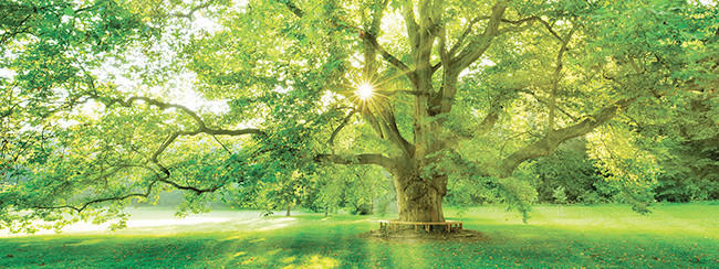 OBRAZ NA SKLE, stromy, 30/80/1,40 cm - vícebarevná, Natur, sklo (30/80/1,40cm) - Euroart