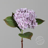 HORTENSIE - Basics (52ml)