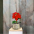 KUNSTBLUME Weihnachtsstern - Rot/Grün, Kunststoff (35cm) KUNSTBLUME Weihnachtsstern - Rot/Grün, Kunststoff (35cm)