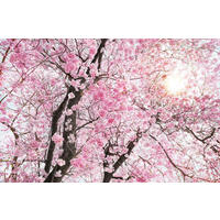 NON WOVEN-TAPET 400/260 cm  - vit/brun, Basics (400/260cm) - Komar