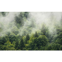 VLIESTAPETE  - Natur (400/250cm) - Komar