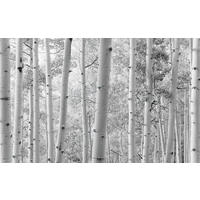 FOTOTAPET 450/280 cm  - vit/svart, Trend, textil (450/280cm)