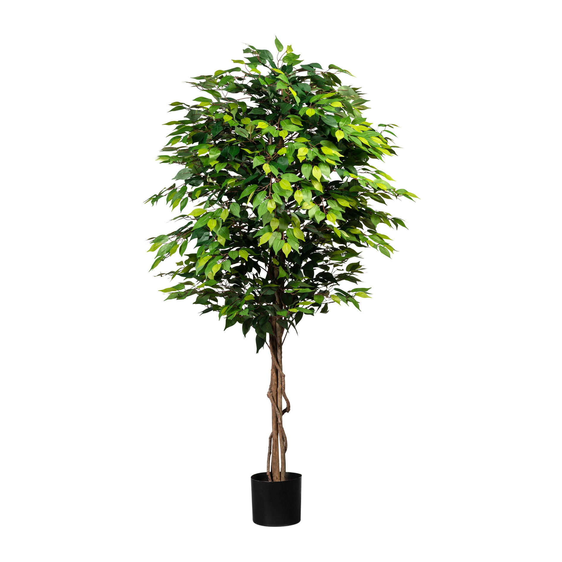 KUNSTPFLANZE Ficus Benjamina 180 cm - Schwarz/Braun, Design, Naturmaterialien/Kunststoff (180cm) - P & B
