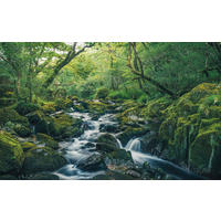 VLIESTAPETE  - Natur (400/250cm) - Komar